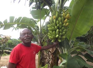 Reife Bananen aus der Plantage